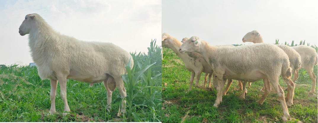 1660892545400516.png 图片4.png